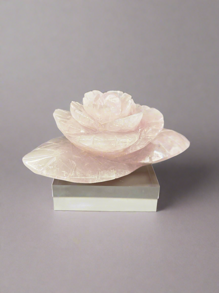 Rose Quartz Rose