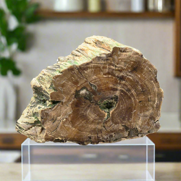 Petrified Wood (Specified and Unspecified Locales)