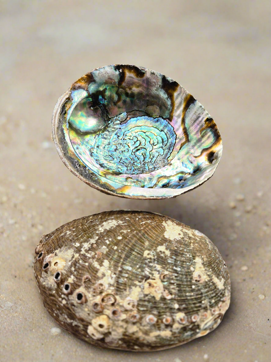 Abalone Shell