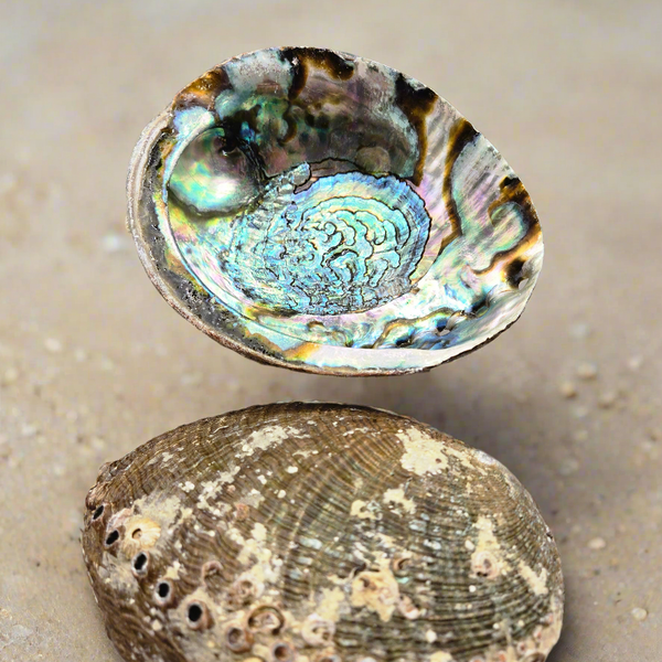 Abalone Shell