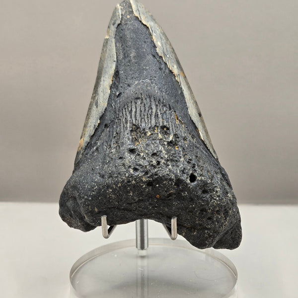 Megalodon Teeth (Large)