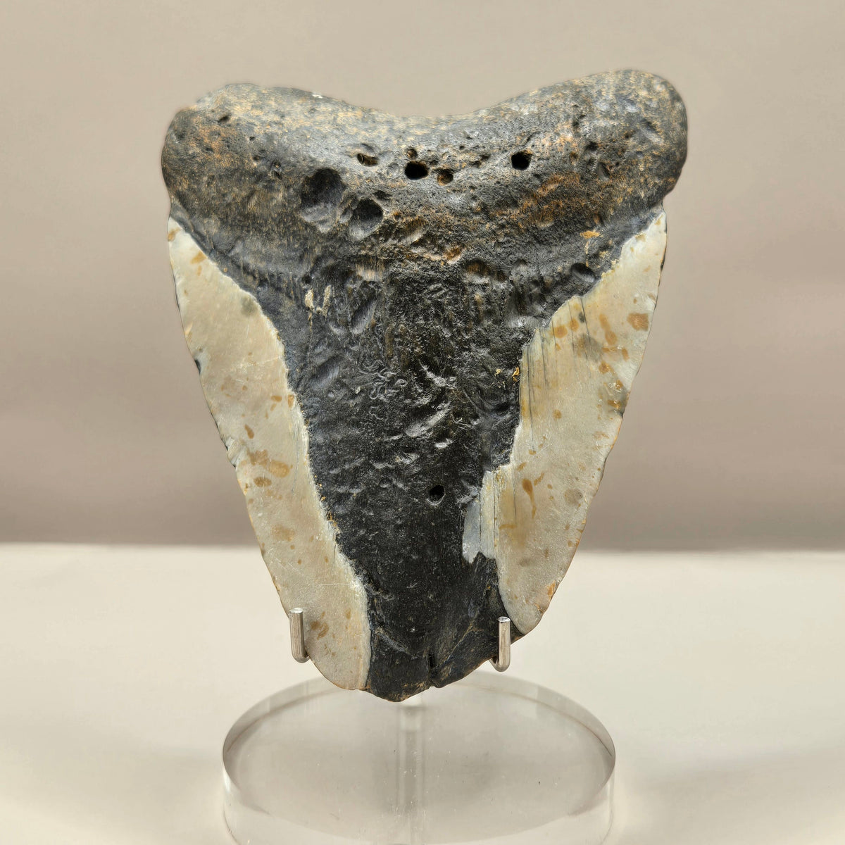 Megalodon Teeth (Large)