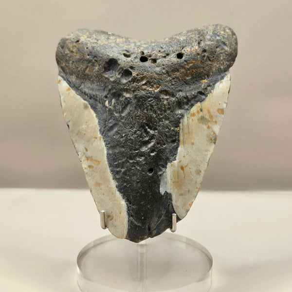 Megalodon Teeth (Large)