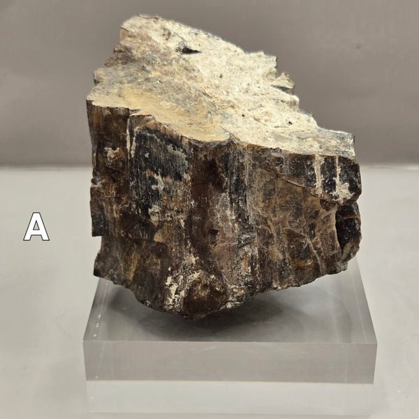 Petrified Wood (Specified and Unspecified Locales)