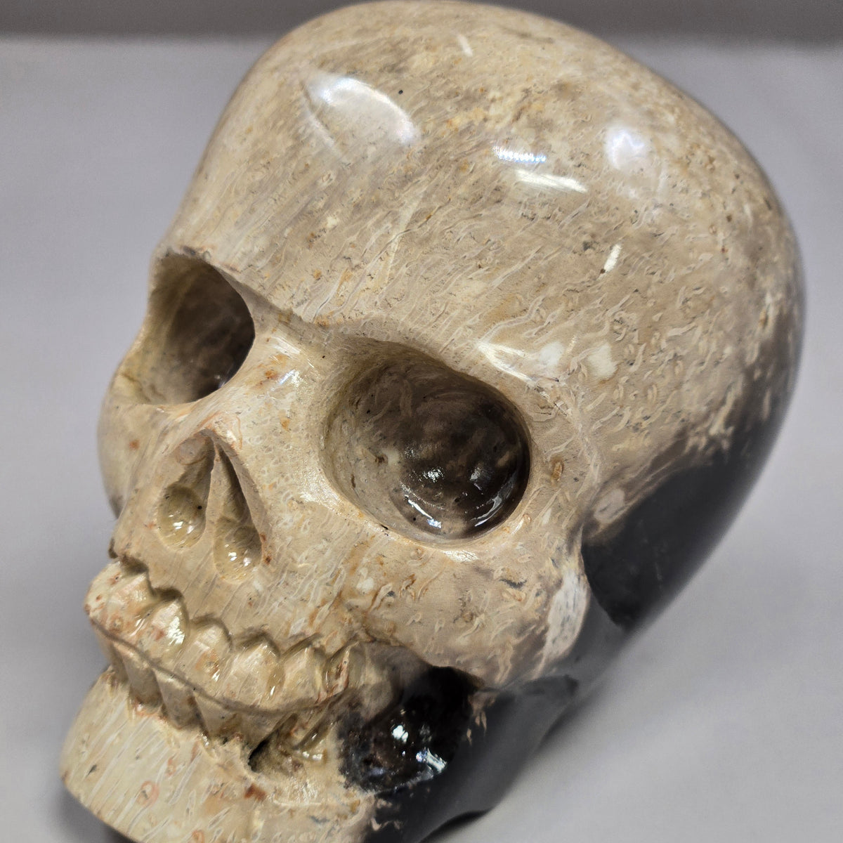 Palm Root Skull