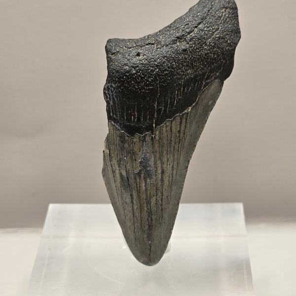 Megalodon Teeth (small)