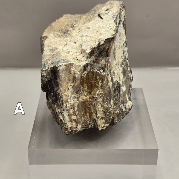 Petrified Wood (Specified and Unspecified Locales)