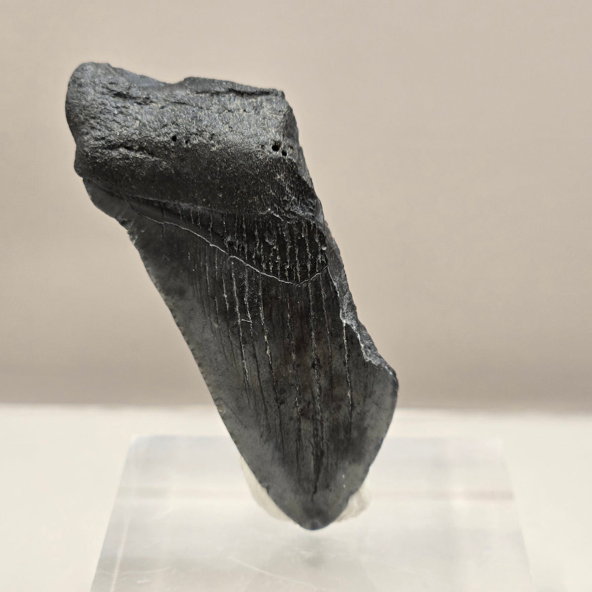 Megalodon Teeth (small)