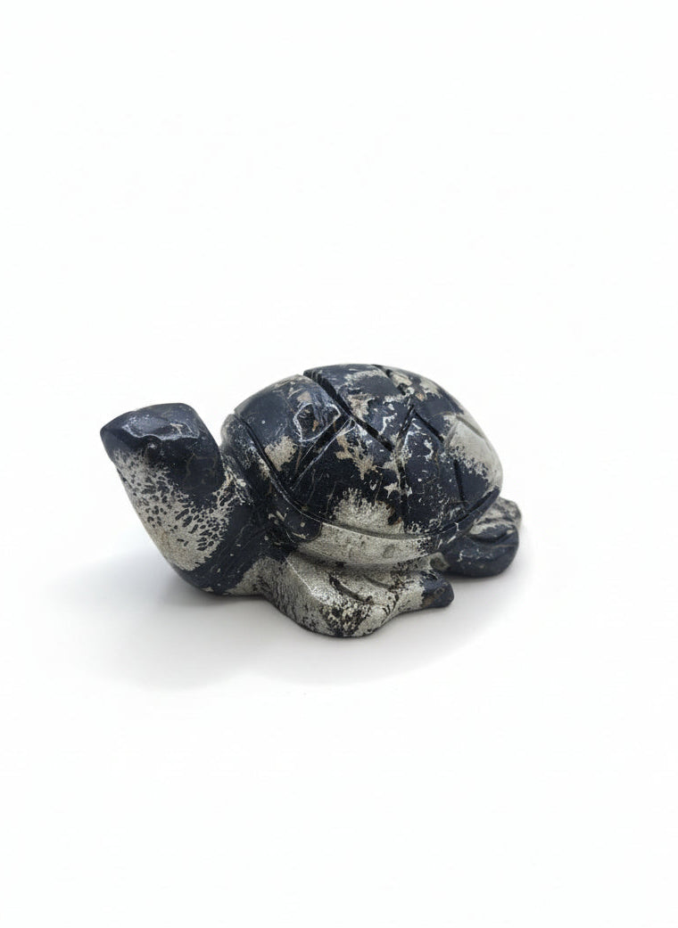 Picture Jasper Turtle