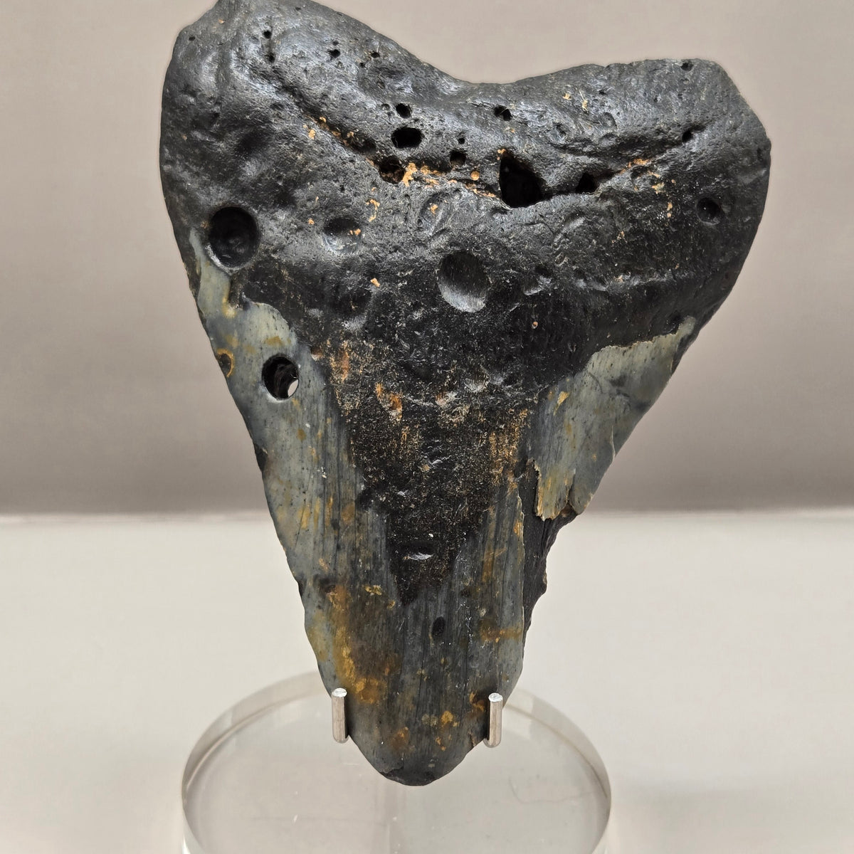 Megalodon Teeth (Large)