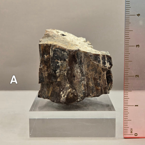 Petrified Wood (Specified and Unspecified Locales)