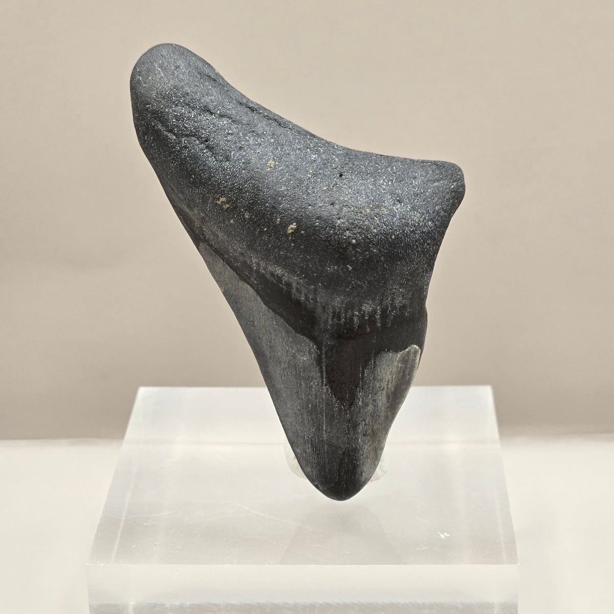 Megalodon Teeth (small)