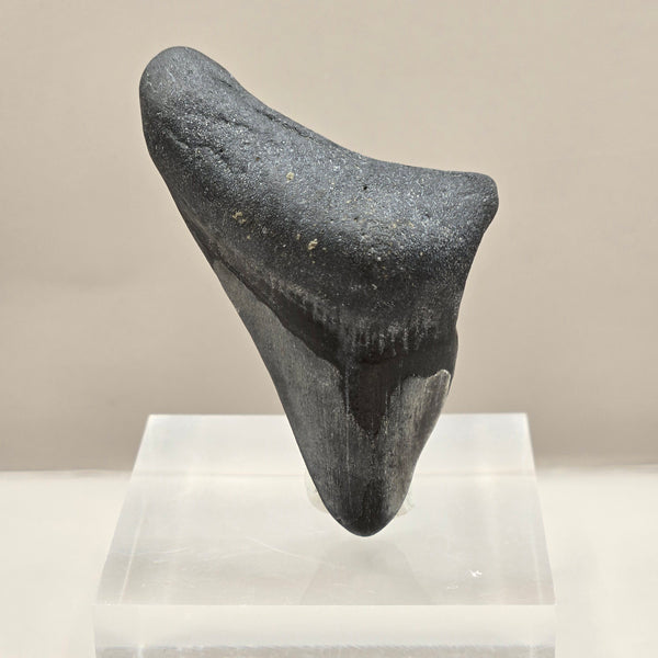 Megalodon Teeth (small)