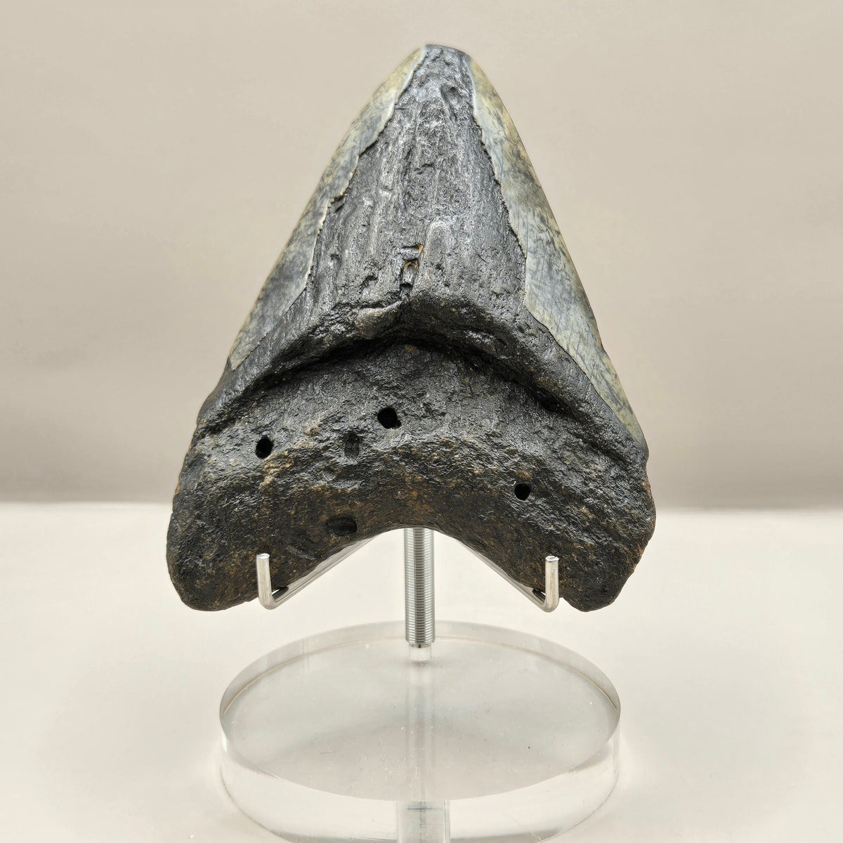 Megalodon Teeth (Large)