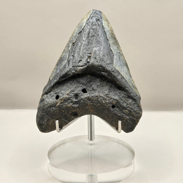 Megalodon Teeth (Large)