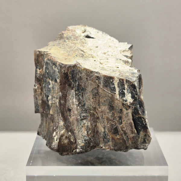 Petrified Wood (Specified and Unspecified Locales)