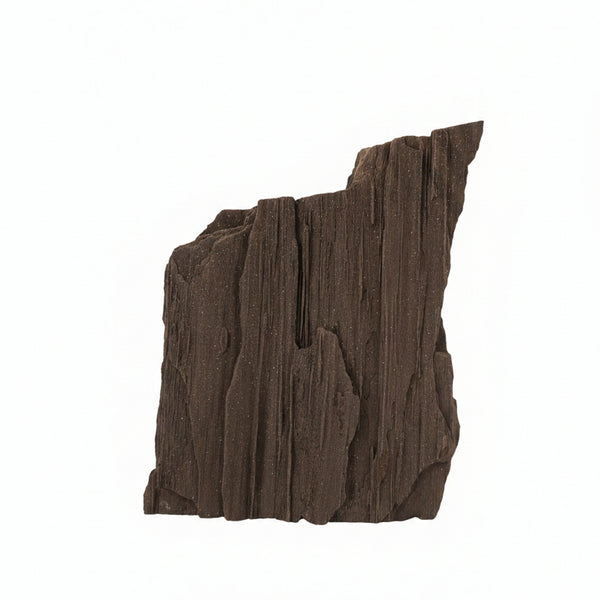 Petrified Wood Germany