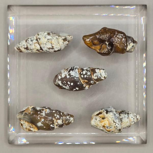 Carnelian Replaced Shell