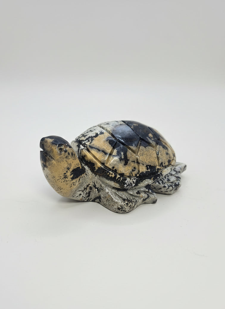 Picture Jasper Turtle