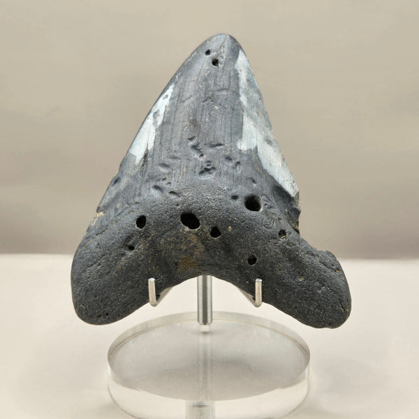 Megalodon Teeth (Large)