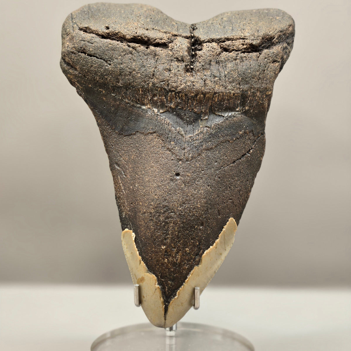 Megalodon Teeth (Large)