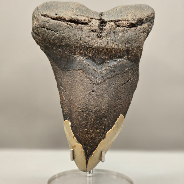 Megalodon Teeth (Large)