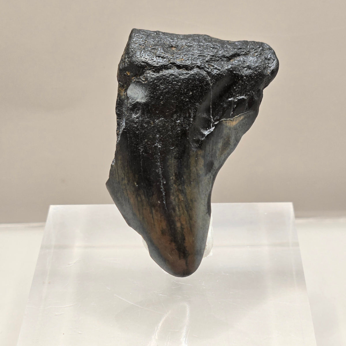 Megalodon Teeth (small)