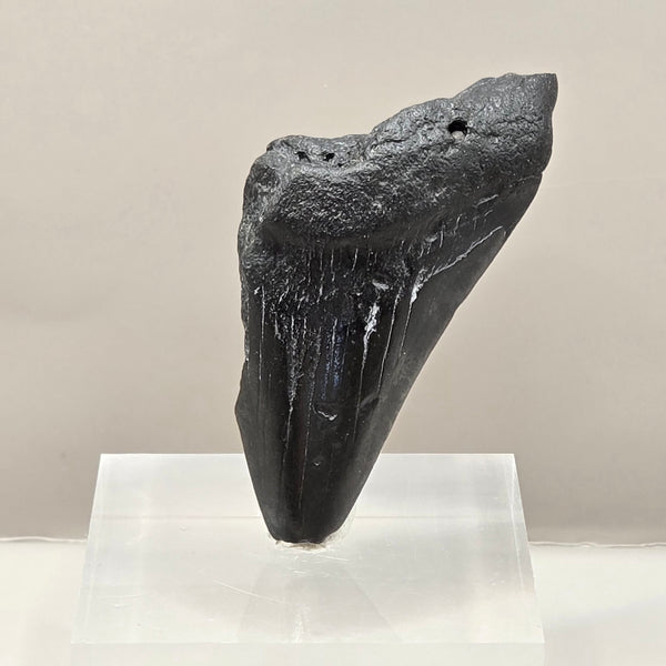 Megalodon Teeth (small)