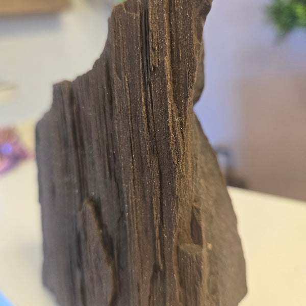 Petrified Wood Germany